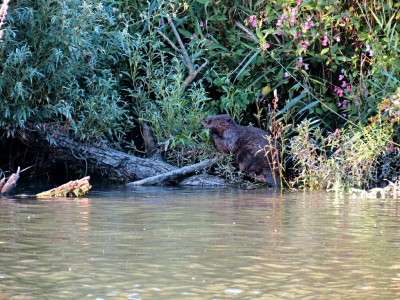 Biber im Sliedrechtse Biesbosch