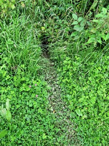 Biberspuren im Sliedrechtse Biesbosch